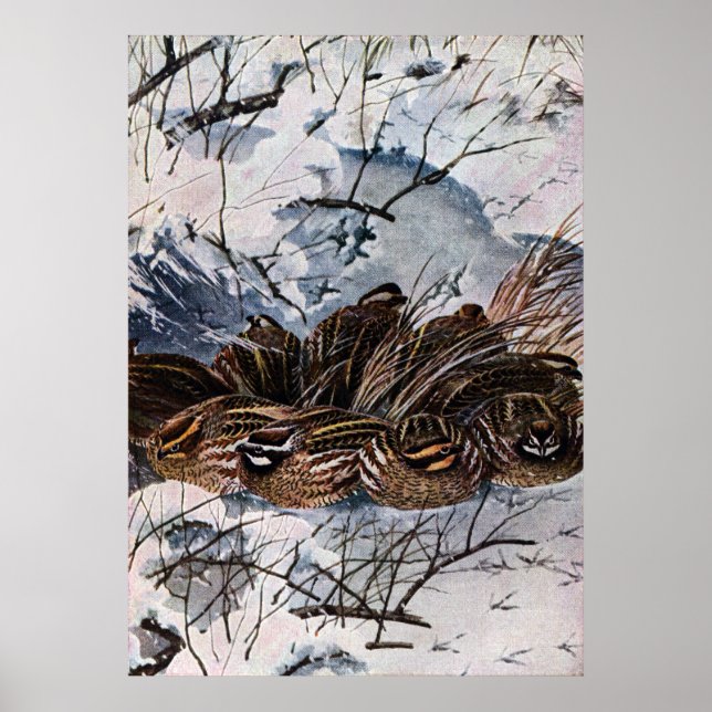 A Covey of Bobwhites Poster (Framsidan)