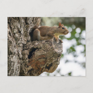 A curious squirrel perched on the knob of a tree. vykort