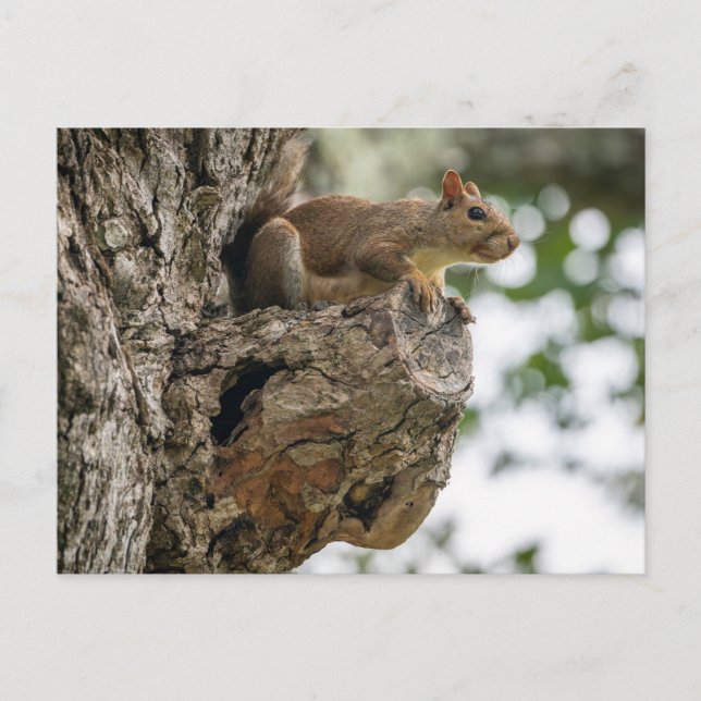 A curious squirrel perched on the knob of a tree. vykort (Framsida)