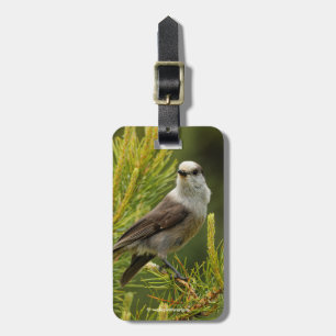 A Cute and Nyfiken Grått Jay / Whiskeyjack Bagagebricka