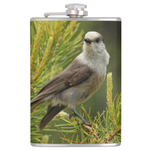 A Cute and Nyfiken Grått Jay / Whiskeyjack Fickplunta