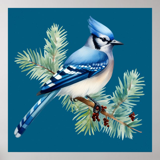 A Cute Blue Jay  Poster (Framsidan)