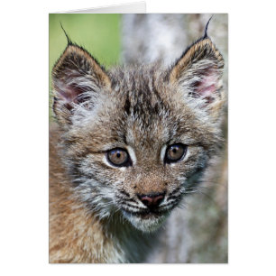 A Cute Little Canadian Lynx Kitten Hälsningskort