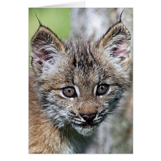 A Cute Little Canadian Lynx Kitten Hälsningskort (Framsidan)