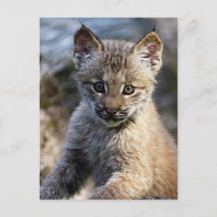 A Cute Little Canadian Lynx Kitten Vykort