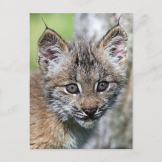 A Cute Little Canadian Lynx Kitten Vykort