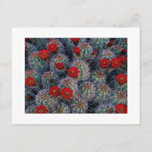 "A Desert Ro Garden" Vykort