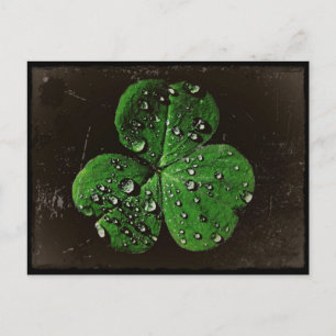 A Dew Covered Shamrock Vykort