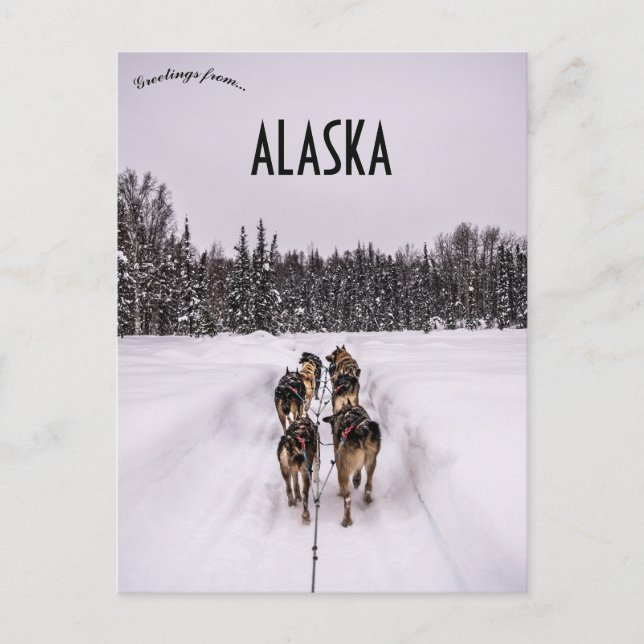 A Dogsled Team in Alaska Vykort (Framsida)