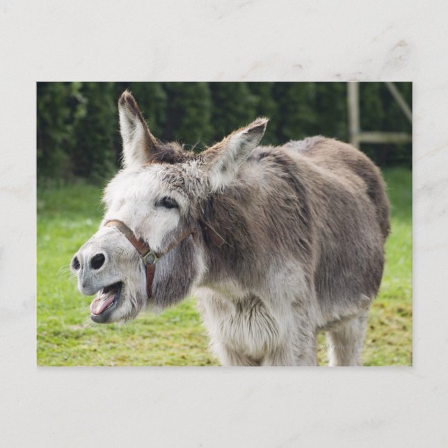 A donkey vykort (Framsida)