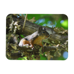 A Douglas Squirrel sitta i Maple träd Magnet