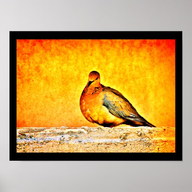 A Dove Princess Poster (Framsidan)