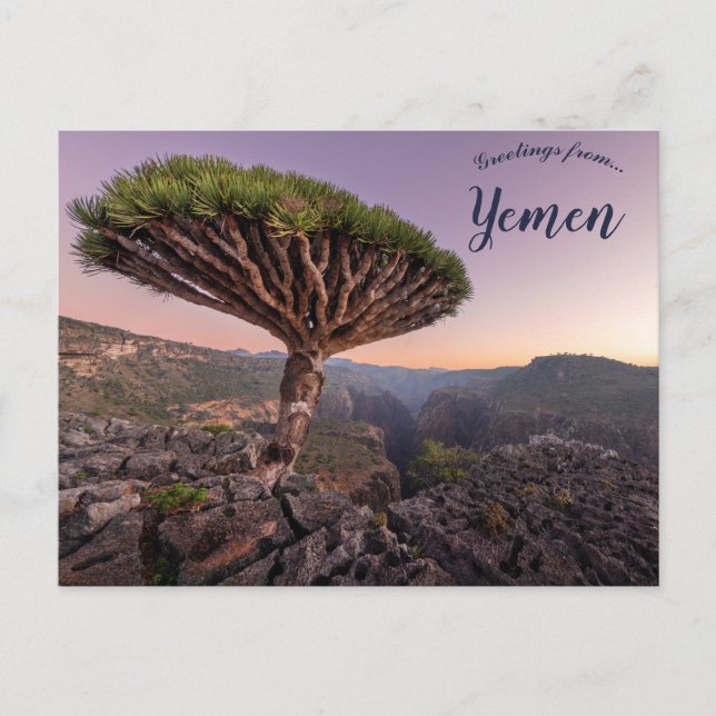 A Dragon Blood Träd i Socotra Yemen Vykort (Framsida)