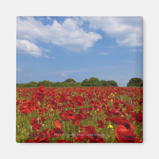 A Fält Fullt Röda blommor Magnet (Framsidan)