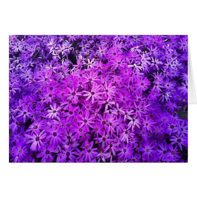 A fält i Daisyn för Lila och Rosa Hälsningskort (Framsidan Horizontal)