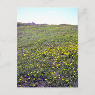 A Fält i Dandelions vykort