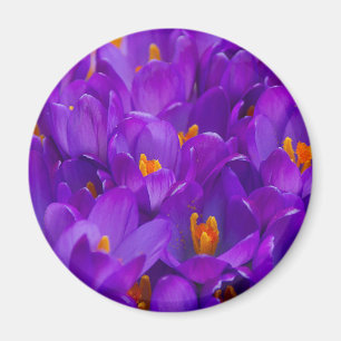 A Fält i Lila Crocuses Magnet