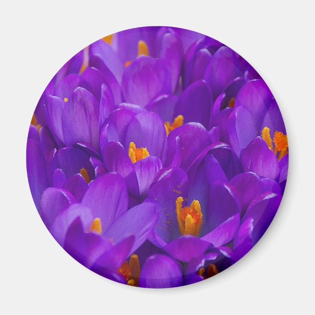 A Fält i Lila Crocuses Magnet (Framsidan)