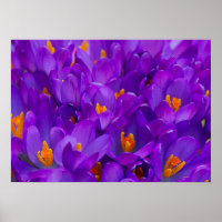 A Fält i Lila Crocuses