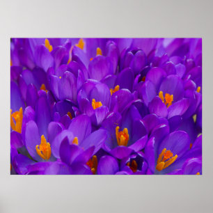 A Fält i Lila Crocuses Poster