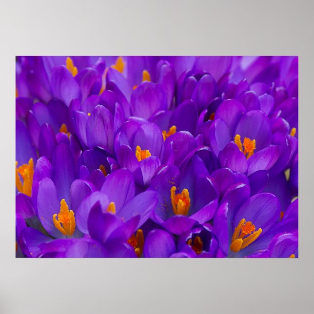 A Fält i Lila Crocuses Poster (Framsidan)