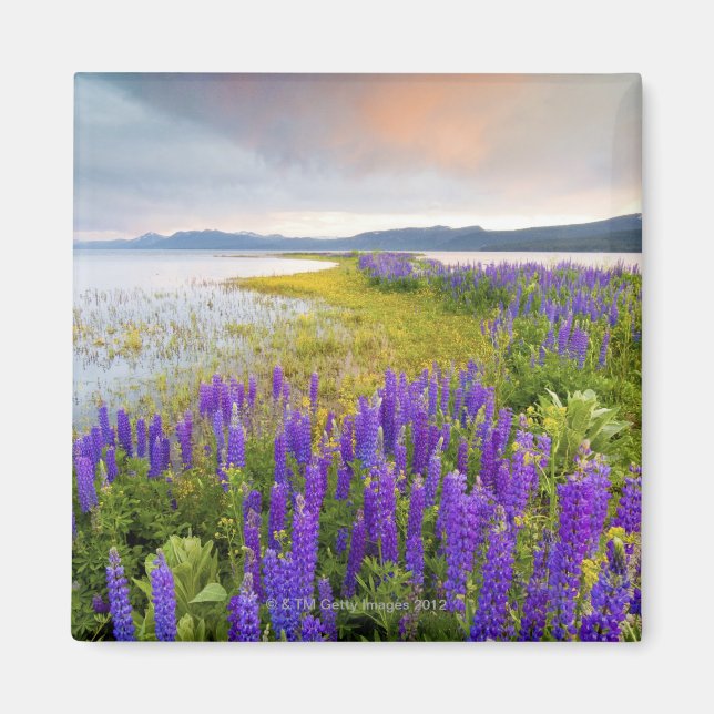 A fält i Lupine-vilda blommor vid Nordsjön Magnet (Framsidan)