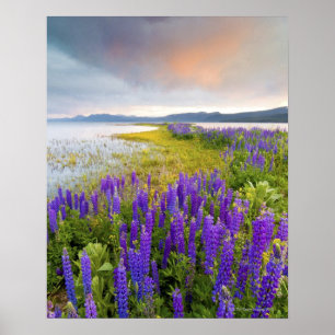 A fält i Lupine-vilda blommor vid Nordsjön Poster