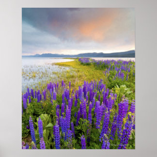 A fält i Lupine-vilda blommor vid Nordsjön Poster