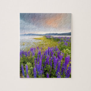 A fält i Lupine-vilda blommor vid Nordsjön Pussel
