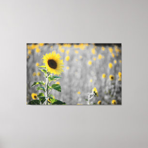 A Fält i solblommor Canvastryck