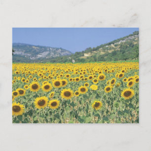 a fält i solblommor vykort