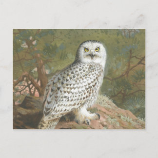 A Female Snowy Uggla av Archibald Thorburn Vykort