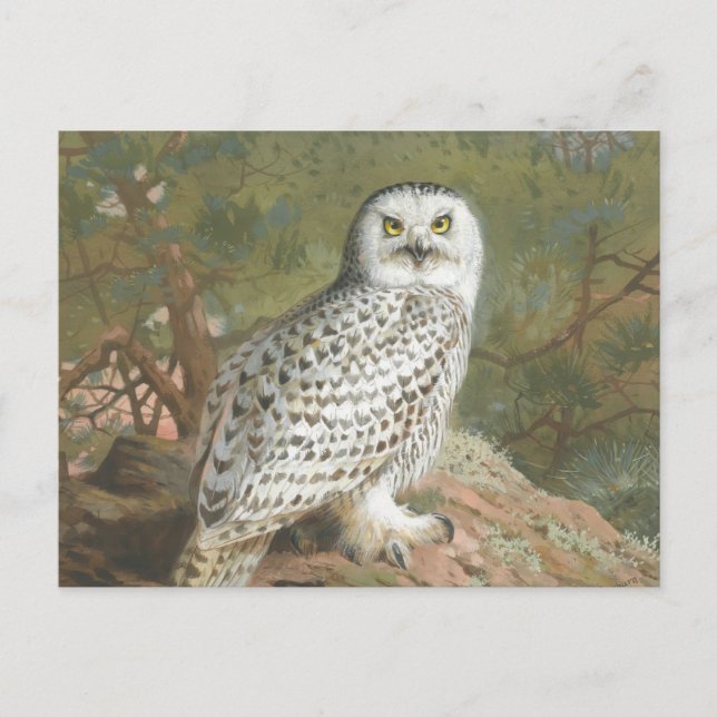 A Female Snowy Uggla av Archibald Thorburn Vykort (Framsida)