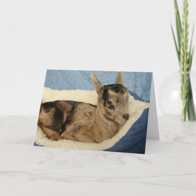 A Flaska Goat Named Aussie Kort (Framsida)