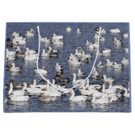 A Flock av Snö-gäss vid stranden