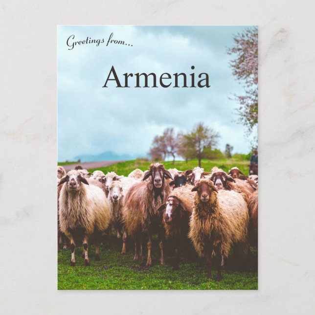 A Flock of Sheep in Kotayk Province Armenia Vykort (Framsida)
