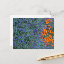 A flower garden of blue salvia and marigolds. vykort