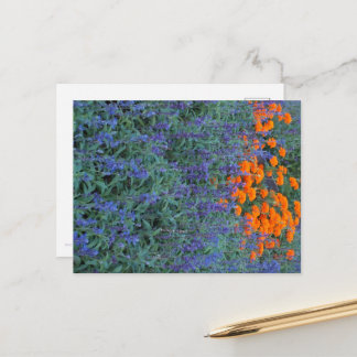 A flower garden of blue salvia and marigolds. vykort