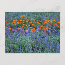 A flower garden of blue salvia and marigolds. vykort