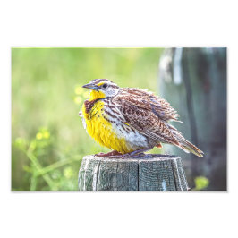 A Fluffy Meadowlark Fototryck