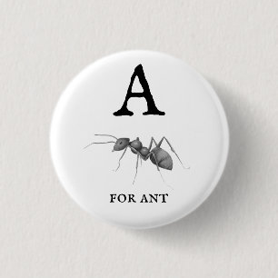 "A" för Ant  Knapp