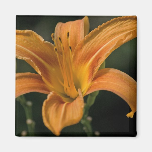 A Garden Delight Magnet (Framsidan)