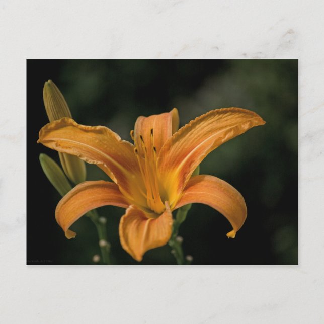 A Garden Delight-vykort Vykort (Framsida)