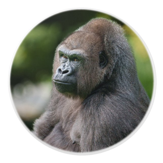 A Glance från Gorilla Vizuri Knopp (Framsidan)
