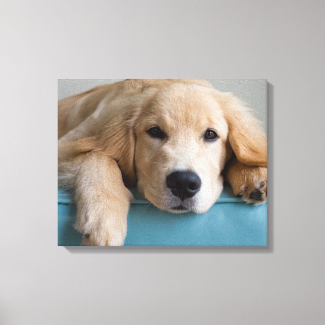 A Golden Retriever Puppy Canvastryck (Framsida)