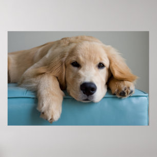 A Golden Retriever Puppy Poster