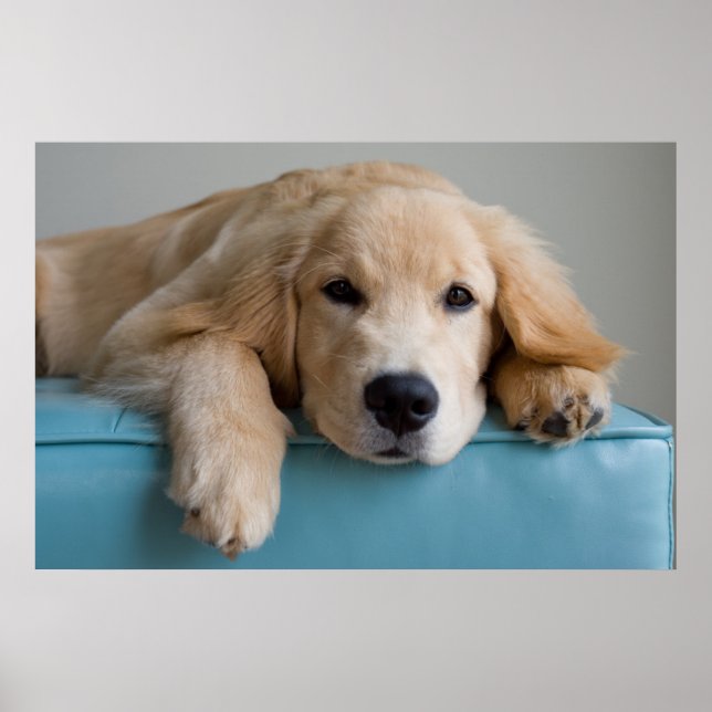 A Golden Retriever Puppy Poster (Framsidan)