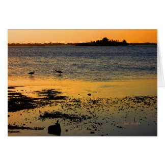 "A Golden Sunset" i Dunedin, Florida Hälsningskort