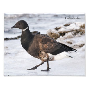 A Goosesteppin' Brant Fototryck