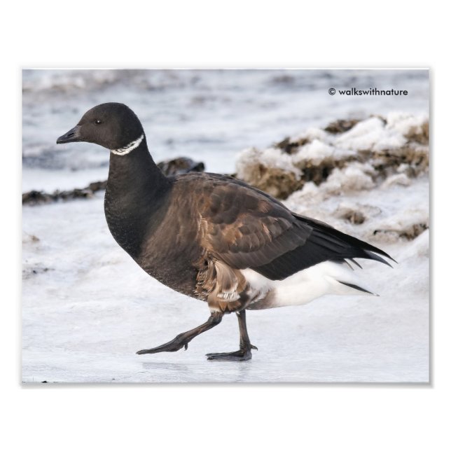 A Goosesteppin' Brant Fototryck (Framsidan)